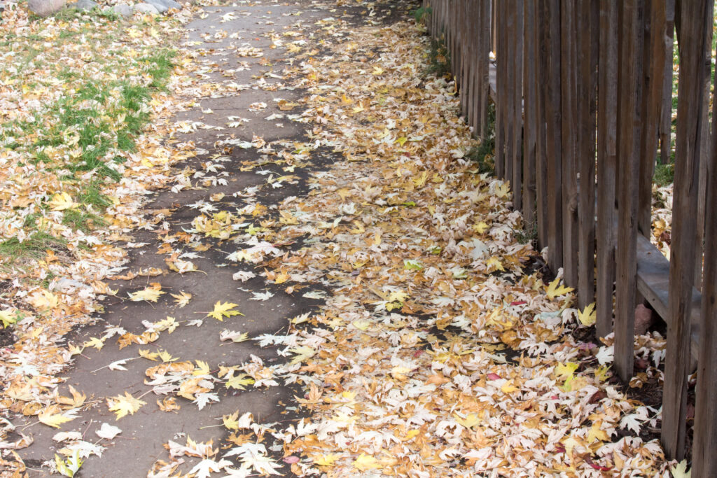 Sidewalk covered in wet leaves