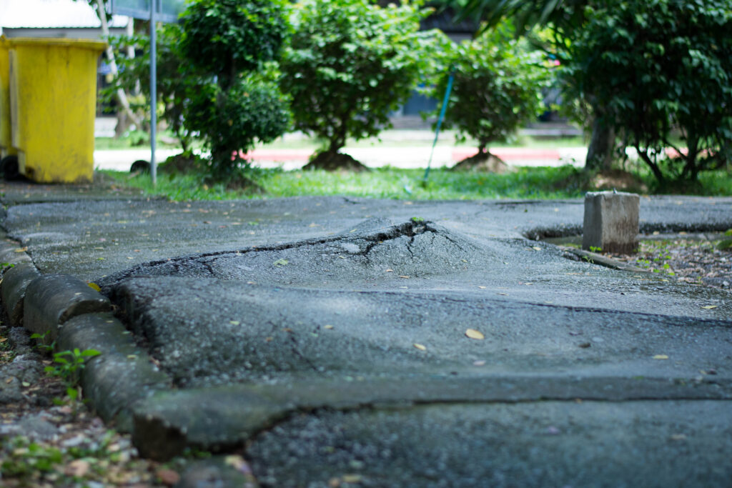 A driveway is being pushed up due to tree roots growing underneath it